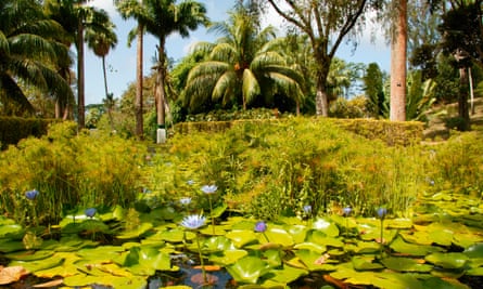 View of a pond covered in lily pads and plant life, Kingstown, St. Vincent