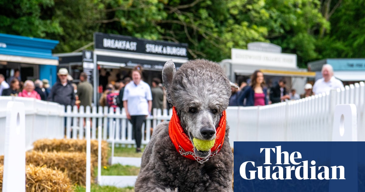 Dog yoga and the Ministry of Hound: Goodwoof festival in pictures