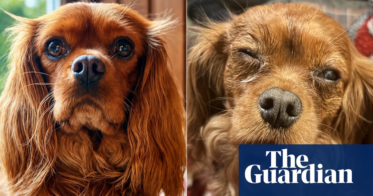 ‘The worst part is the guilt’: the owners who fear dog food caused pets’ eye problems