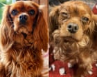‘The worst part is the guilt’: the owners who fear dog food caused pets’ eye problems