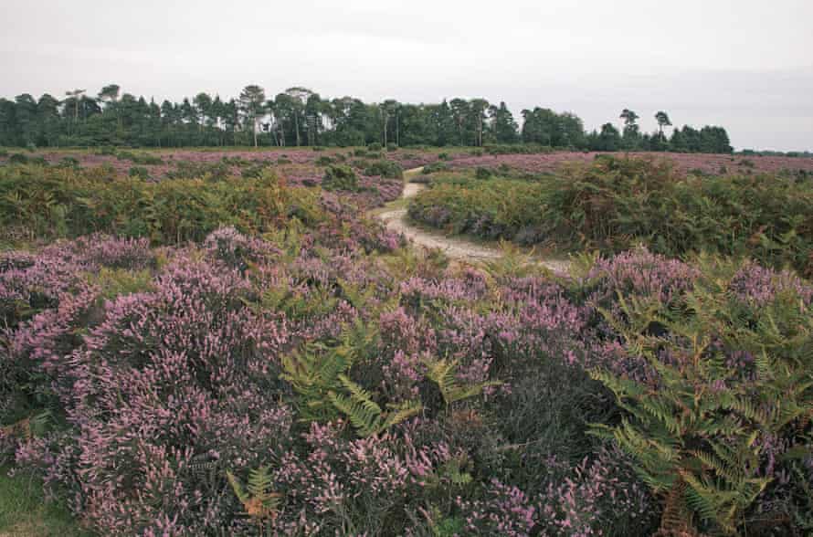 Surefire French Learning Package. 11 Heathland on Hampton Ridge with Amberwood Inclosure beyond New Forest National Park Hampshire England.