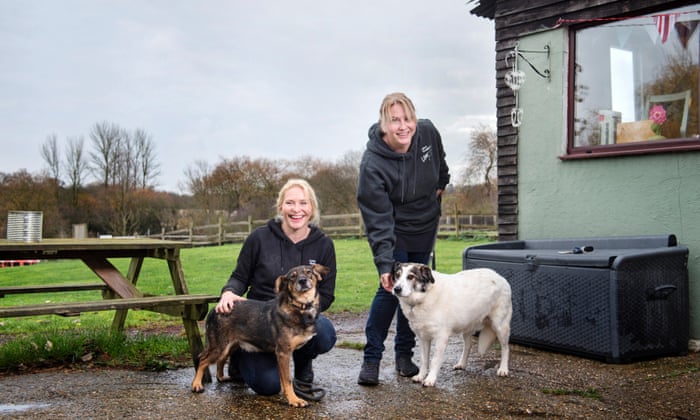 They Look Cute But Should We Rescue Romania S Street Dogs