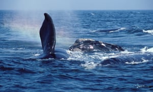 North Atlantic right whale