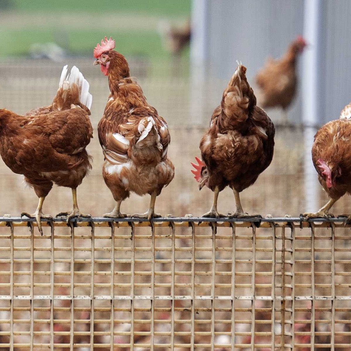 Uk Bird Flu Outbreaks Prompt Tough New Restrictions On Farms Environment The Guardian
