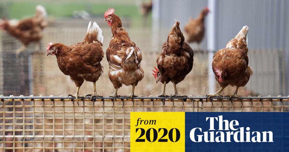 UK bird flu outbreaks prompt tough new restrictions on farms Bird flu