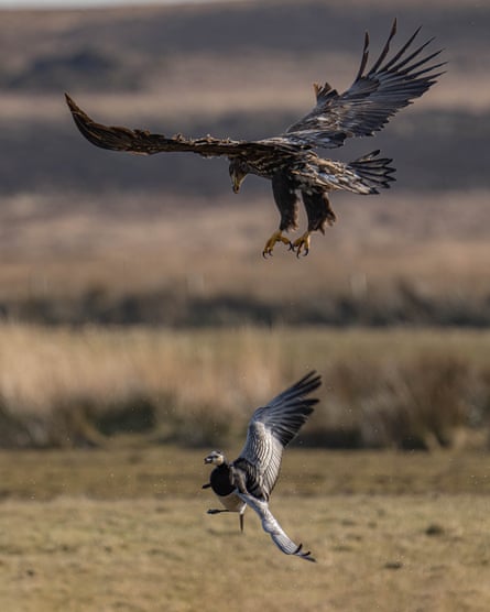 From Wild Isles, a rare sighting of a white-tailed eagle hunting a barnacle goose.