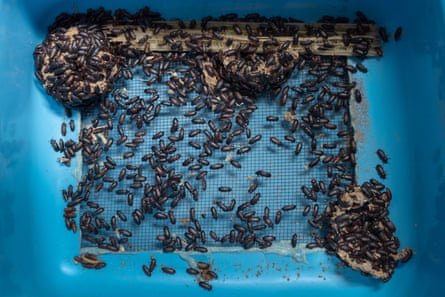 Mealworms in a blue plastic container.