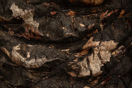 A close up of a burned tree bark.