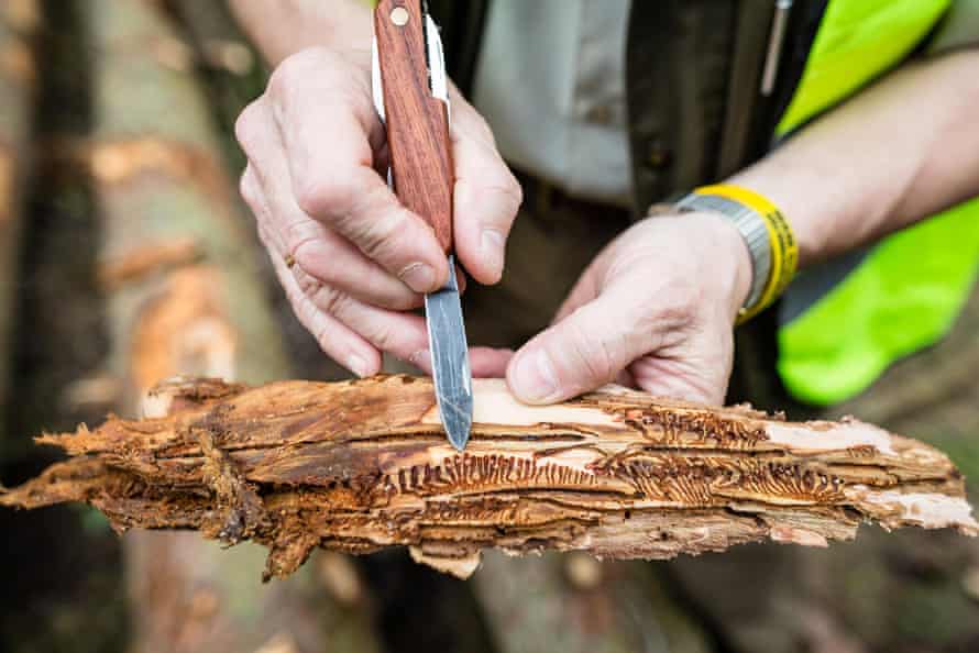 A forest manager at the Hajnowka Forest District in Poland shows the effect of a bark beetle infestation.