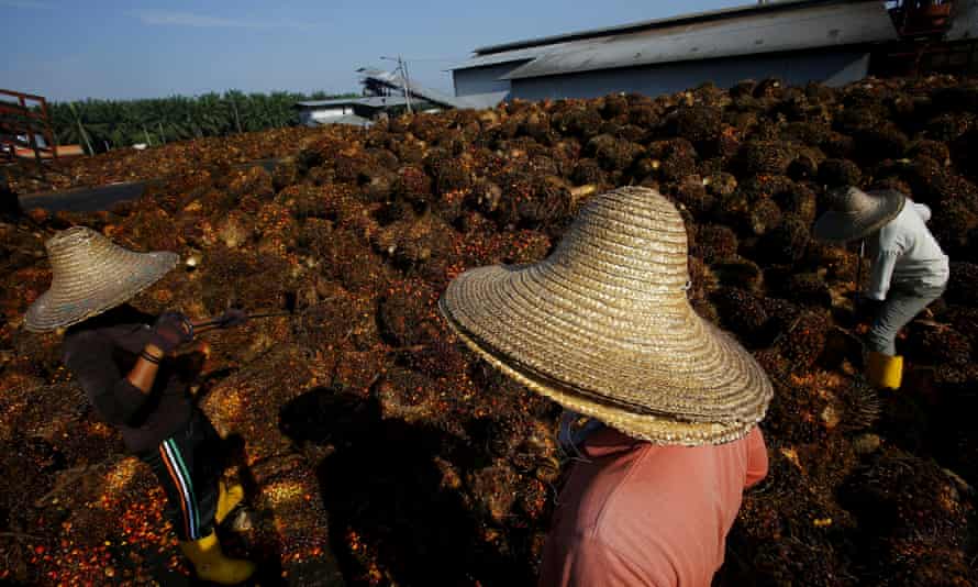 Workers collect palm oil fruit in Sepang, outside Kuala Lumpur.