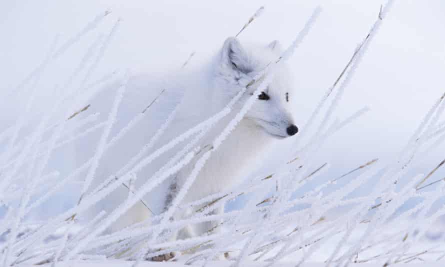 An Arctic blends into its environment in Nunavut, Canada