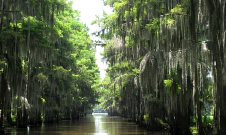 A water lane running through tall cypress trees on Caddo Lake, Texas.