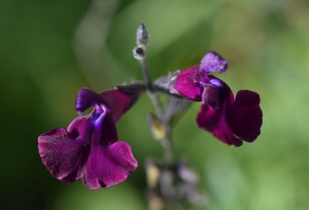 Salvia nachtvlinder plant has velvety purple petals.
