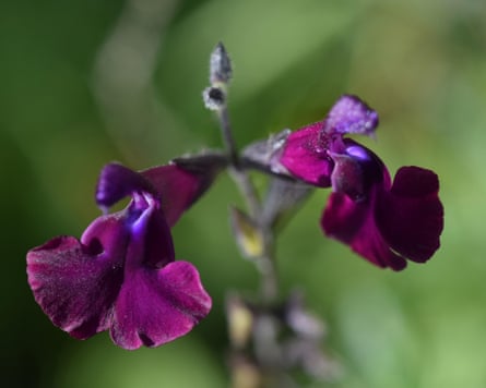 Closeup image of Salvia Nachtvlinder.