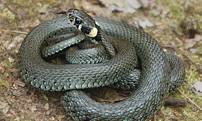 New Species Of Grass Snake Identified In England Environment