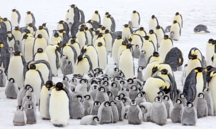 Emperor penguin colony in a snow storm, Snow Hill Island, Weddell Sea, Antarctica.