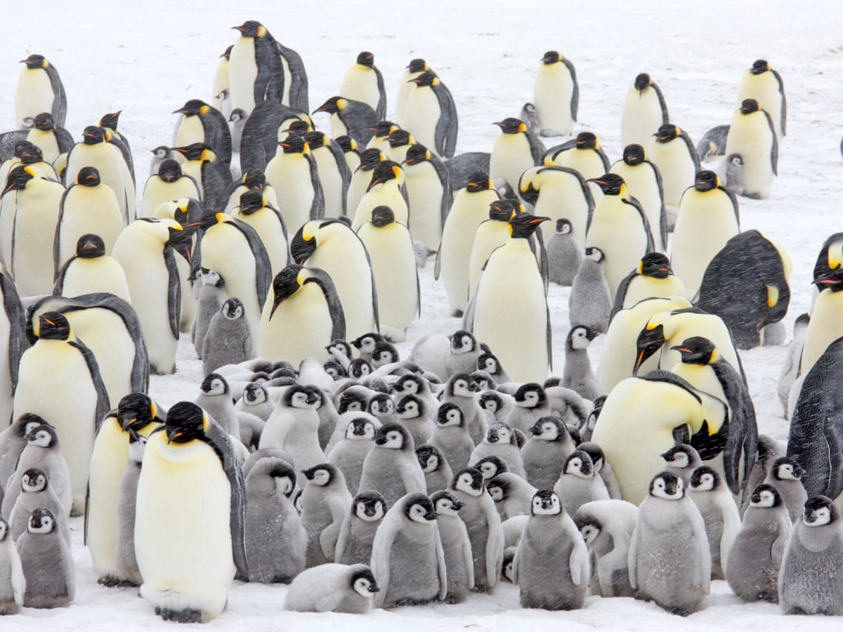 Penguin Mating Rituals Emperor Penguin Mating