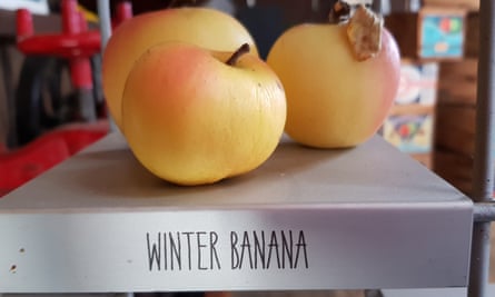Winter Banana apple from the display at the museum inside Willie Smith’s Apple Shed in the Huon Valley, Tasmania.