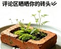 Chinese characters above a brick growing moss and tiny ferns