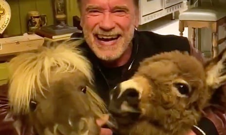 Arnold Schwarzenegger Has Punched More Animals Than Any Other