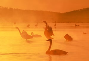 Whooper swans in the national nature reserve in Rongcheng City, China.