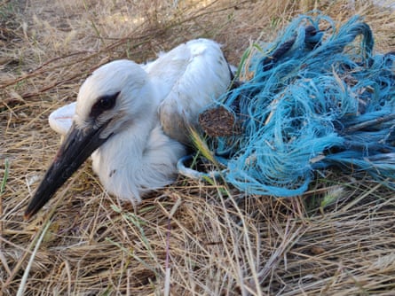 A white stork entangled in baler twine in its nest.