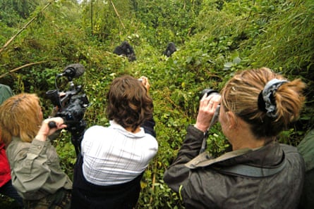 Tourist film mountain gorillas in the Volcanos National Park in Rwanda, 2005.