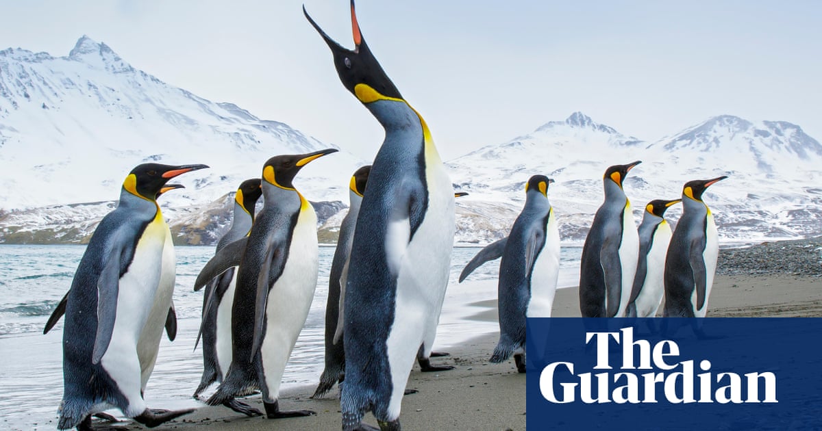 UK government backs creation of Antarctic wildlife reserve – Trending Stuff