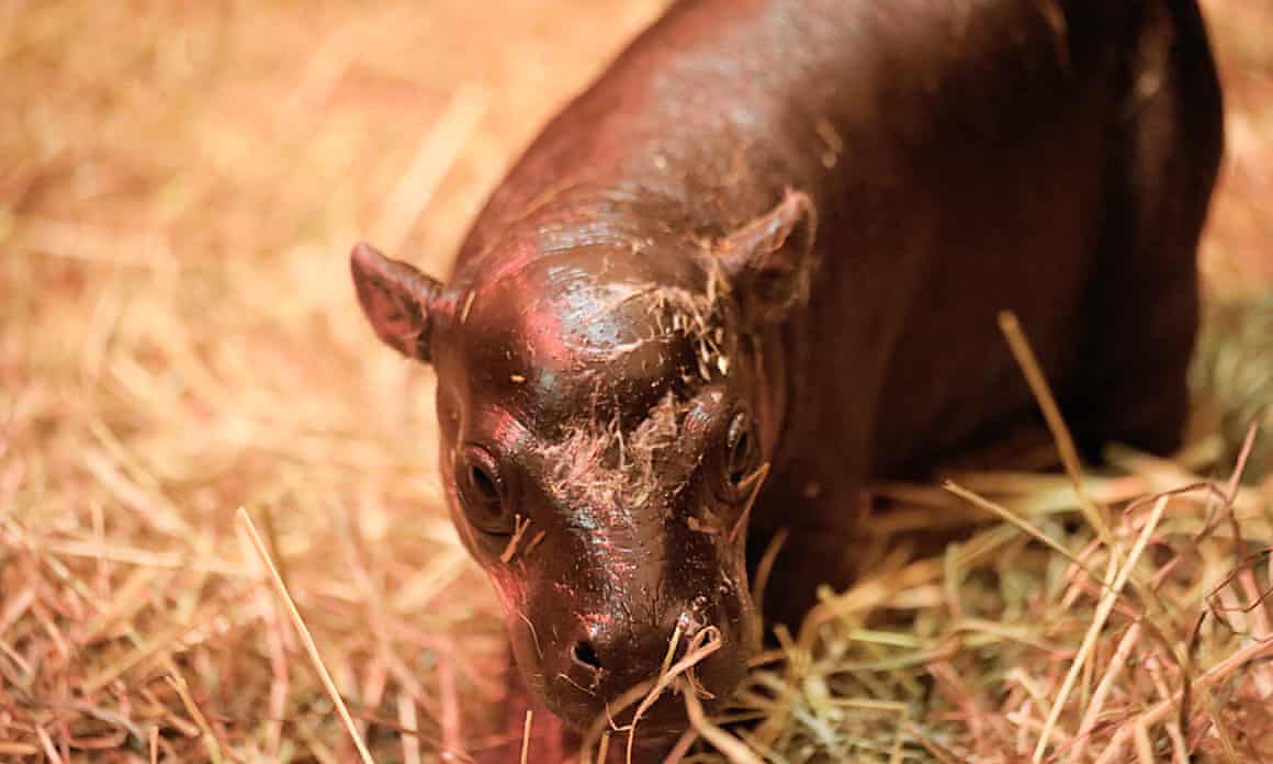 Little hippo in straw