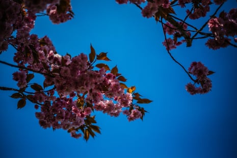 pink blossom in the sun