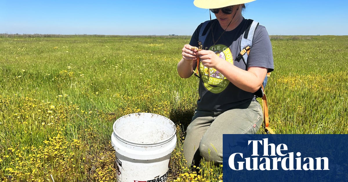 Meet the seed collector restoring California's landscapes - one tiny plant at a time
