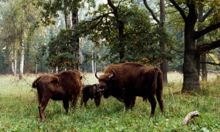European bisons in Białowieża national parkPOLAND