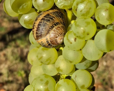 Paris, France ‘A dozing snail in the morning sun. The grapes were succulent.’