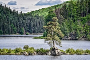 Czech republic: the Guardian of the Flooded Village350-years-old Scots pine (Pinus sylvestris), Chudobin, Vysocina regionThe pine's name relates to the village of Chudobin, which was flooded during the construction of the Vir dam. According to a loca legend, a devil sat under the pine in the night and played the violin.