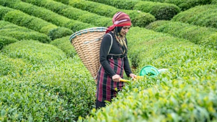A young tea picker in Rize, which is Turkey’s leading tea-producing region.