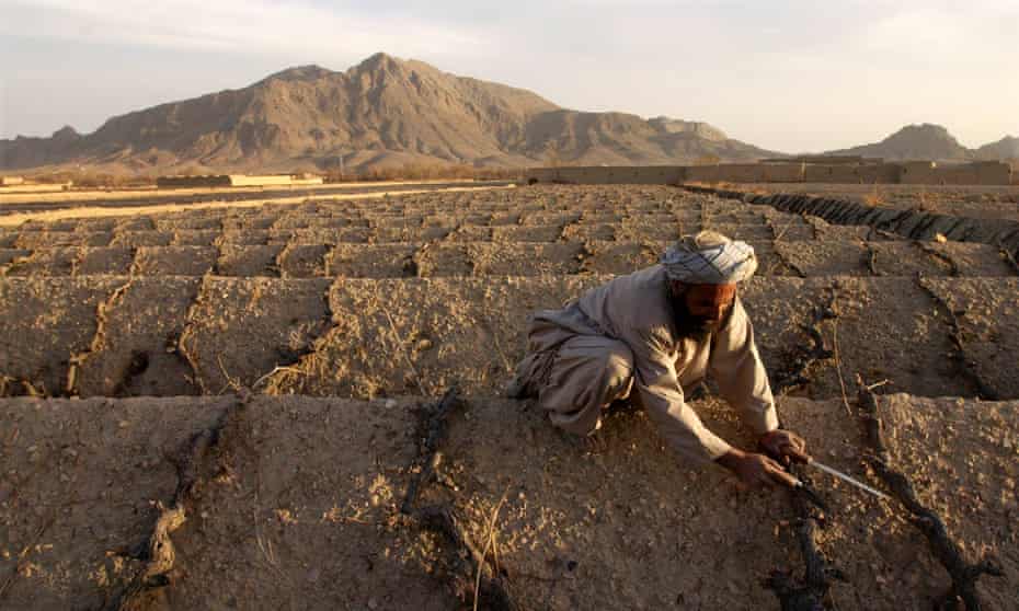 A grape farmer prunes vines below arid mountains near Kandahar, Afghanistan.