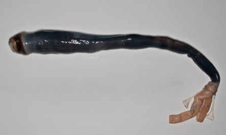 Giant shipworm found in Philippines