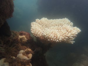 Newly-bleached coral