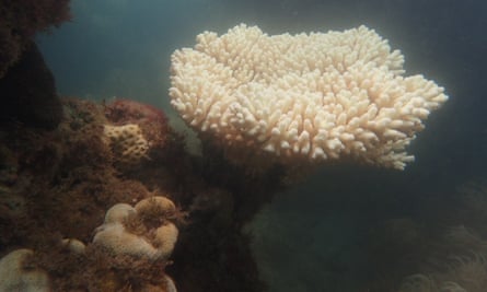 According to the Great Barrier Reef Marine Park Authority, sea surface temperatures from Cape Tribulation to Townsville have been up to 2C higher than normal for the time of year