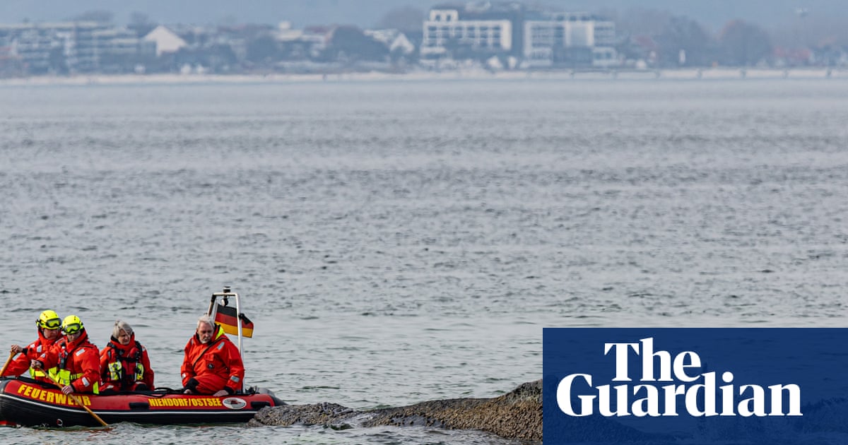 Whale stranded in Baltic will die unless helped to move soon, say experts