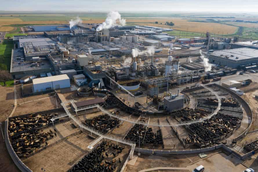 A Tyson beef processing factory, with cattle about to be slaughtered in foreground.