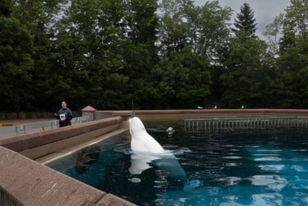 A person walks near a water enclosure where a beluga whale has its head out of the water