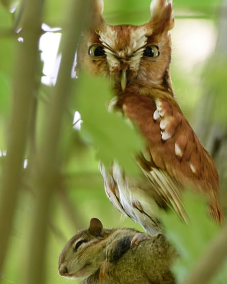 An owl stalking a squirrel