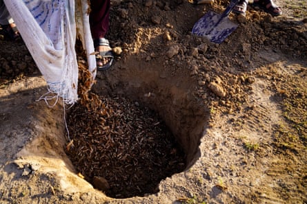 Moroccan locusts are poured into a pit.