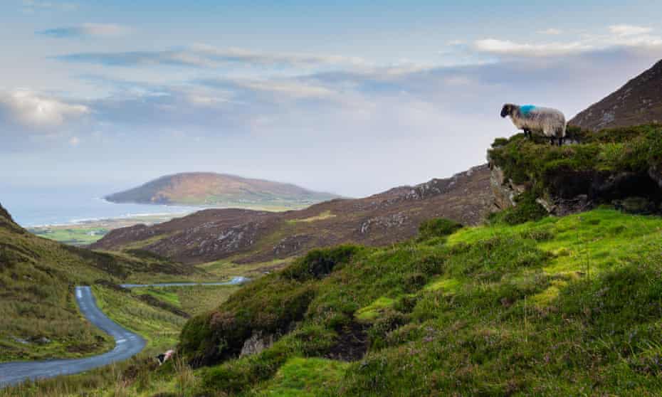 A sheep looking down towards the road at Mamore Gap, Clonmany