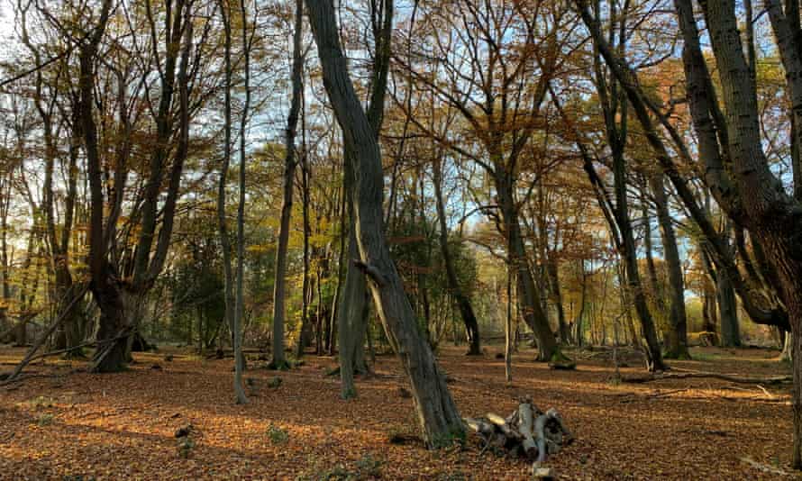 Hornbeams and oaks in the Epping Forest.