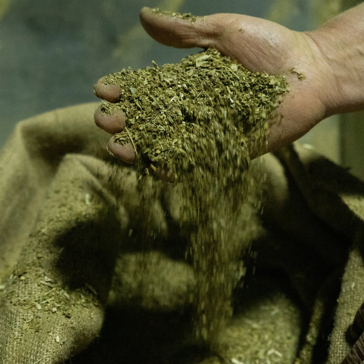 Yerba Mate Tea Health Benefits, Nutrition, Side Effects