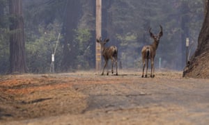 Deer wander in Grizzly Flats after the fire on Tuesday