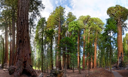 Sequoias native to California, pictured here, are now being grown from seed in the UK.