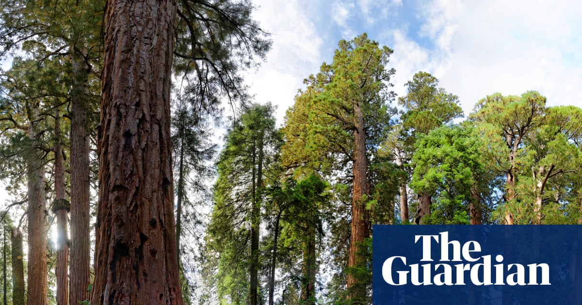 Thousands of illegal marijuana plants removed from California national park